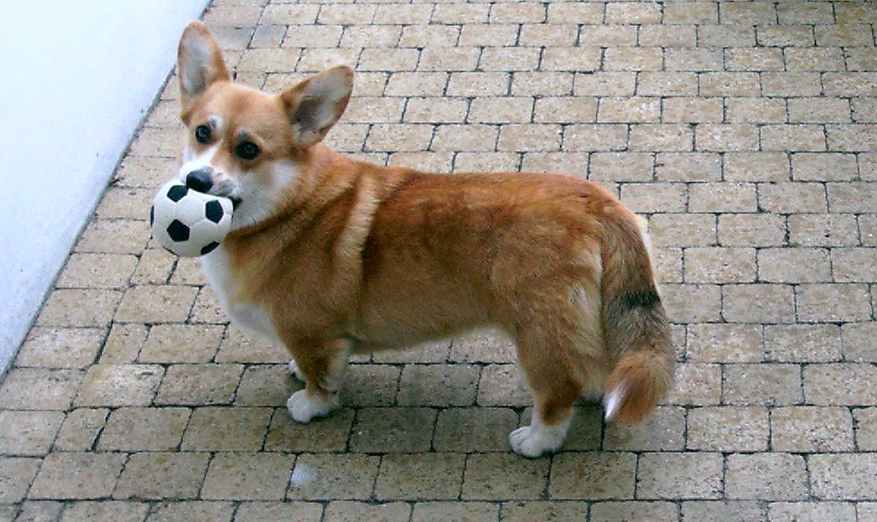 Laika